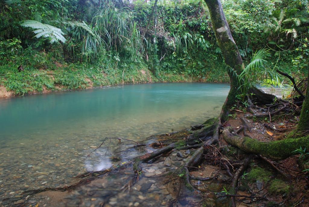 Heritage Lodge In The Daintree Cape Tribulation Dış mekan fotoğraf